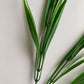 Grass Foliage Bunch