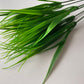 Grass Foliage Bunch