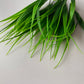 Grass Foliage Bunch