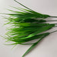 Grass Foliage Bunch