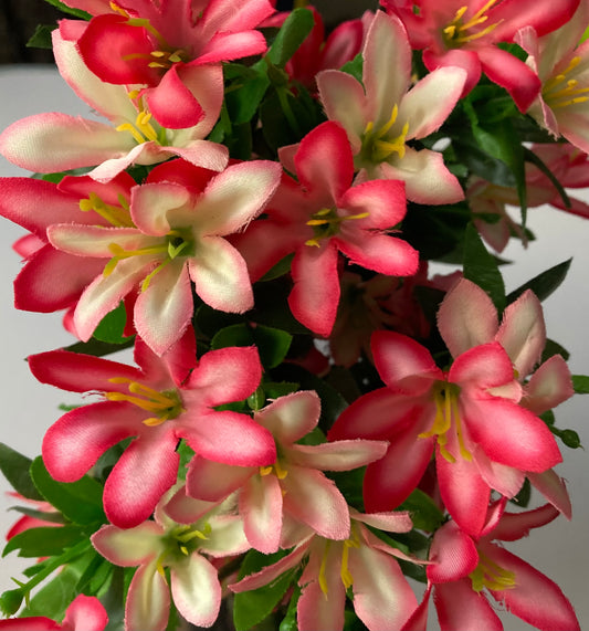 Pink Wild Lily Bush