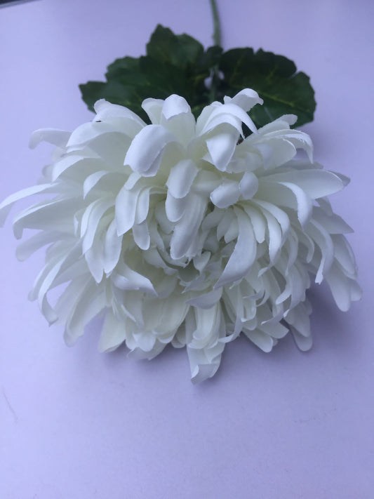 White Chrysanthemum Stem