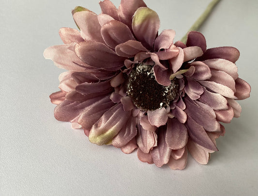 Mauve Gerbera