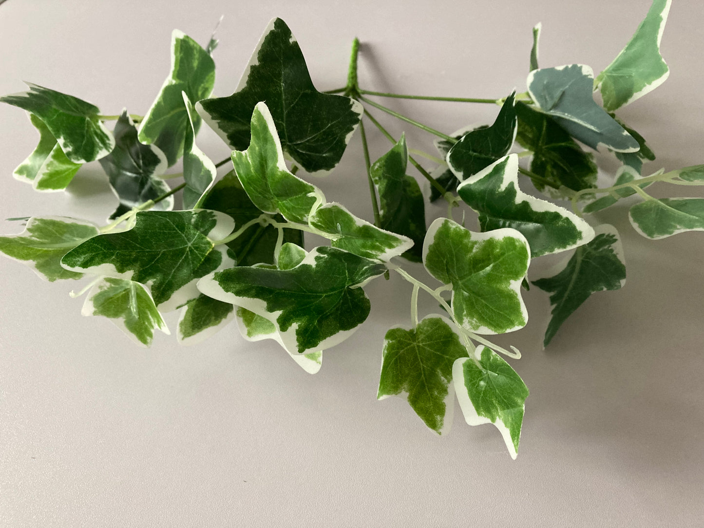 Variegated Ivy Bunch