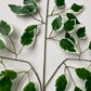 Variegated Ficus Leaves Spray