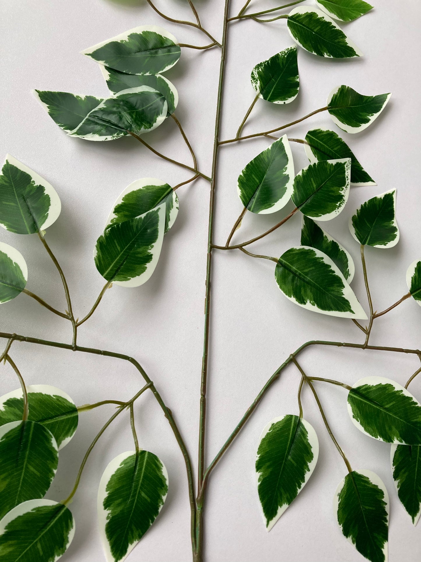 Variegated Ficus Leaves Spray