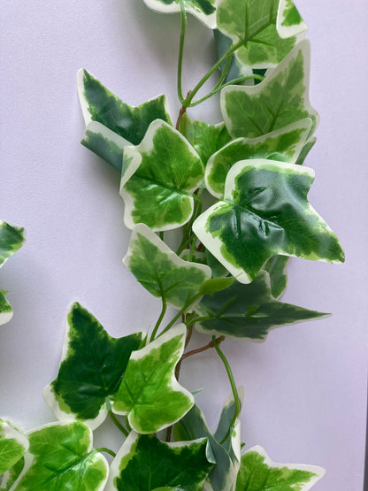 Variegated Ivy Trailing