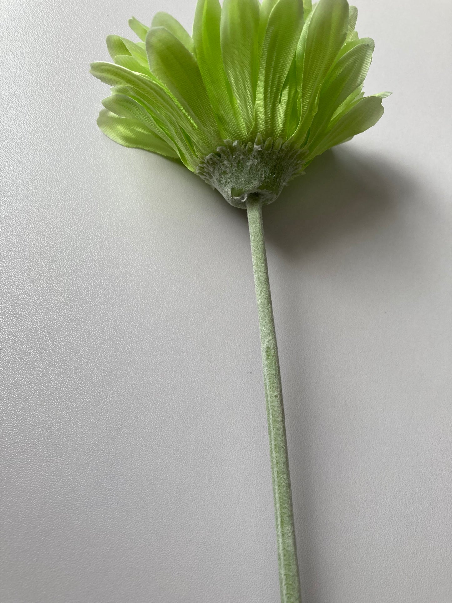 Lime Green Gerbera