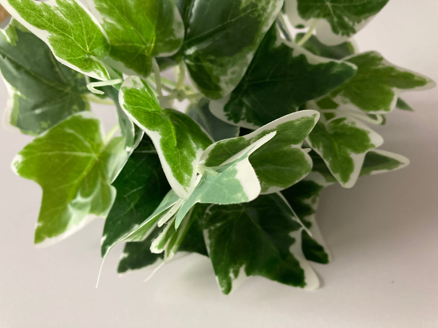 Variegated Ivy Bunch