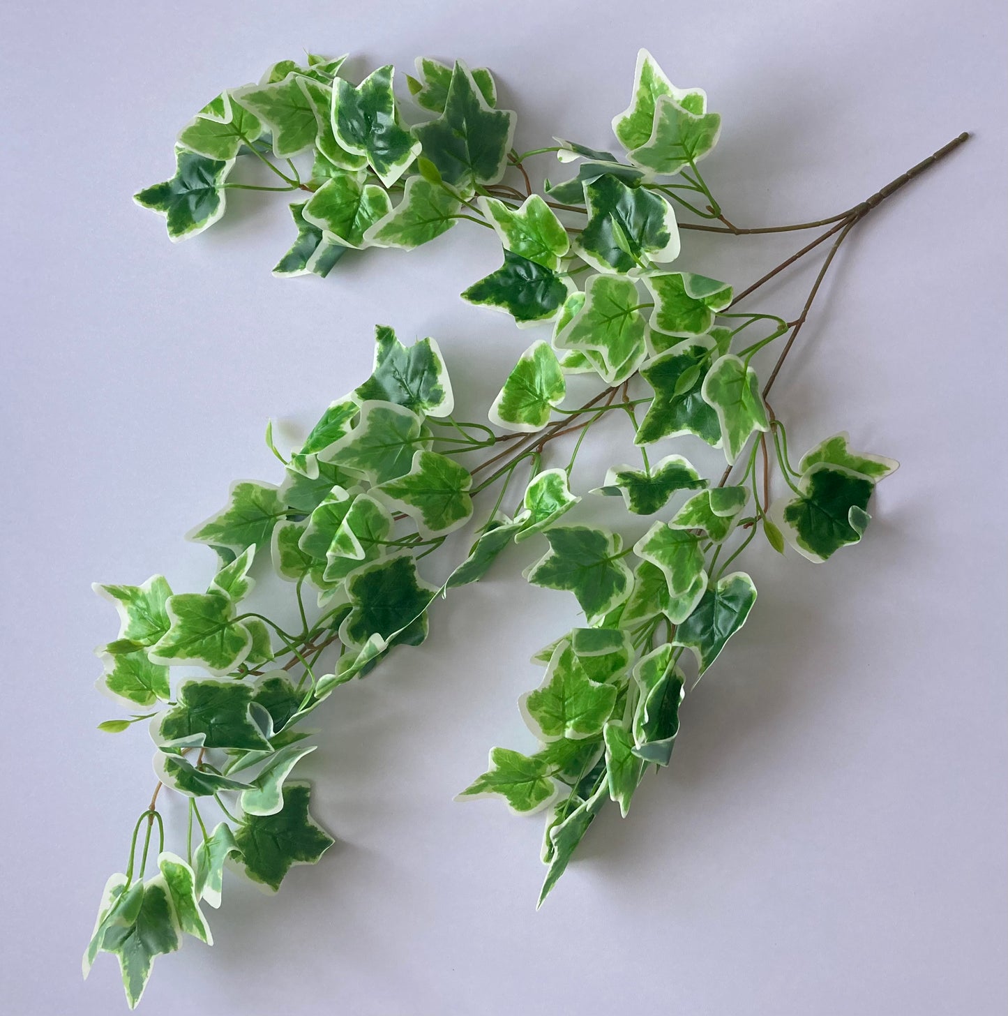 Variegated Ivy Trailing