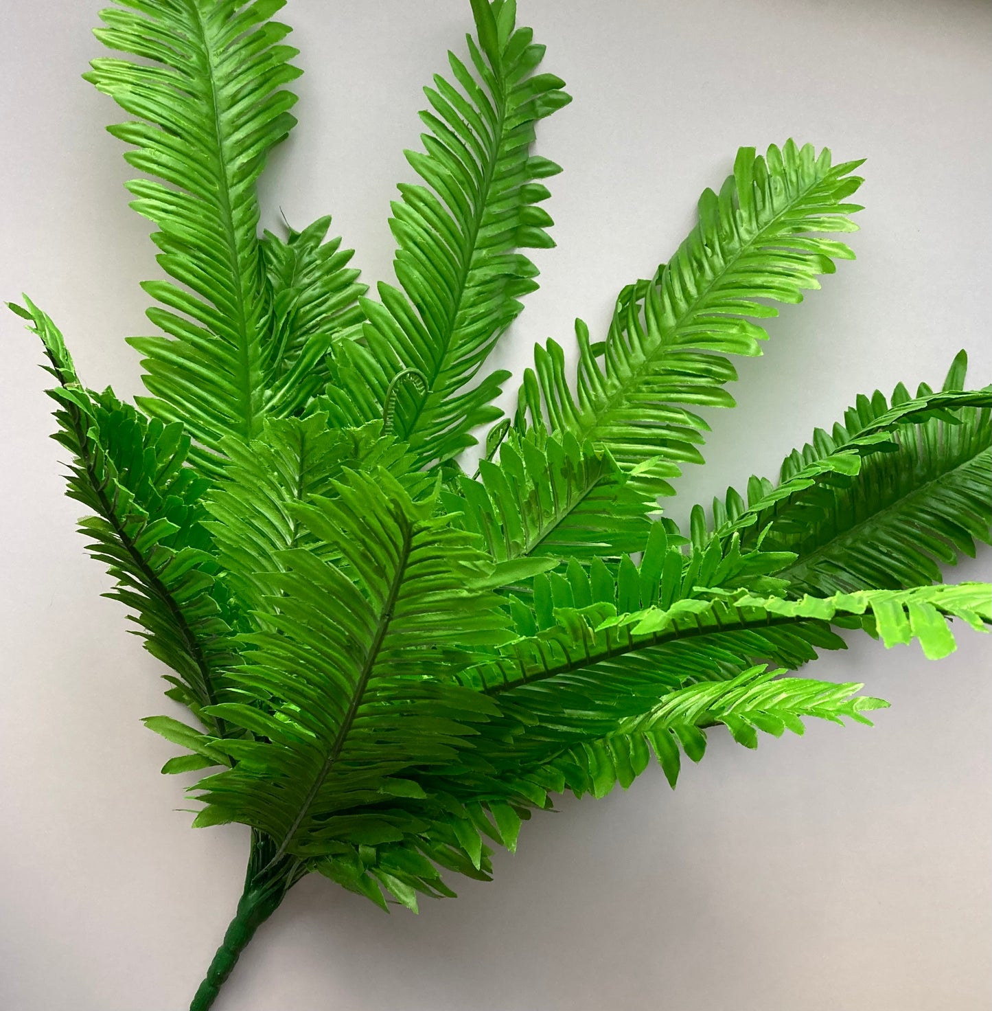 Giant Fern Bush