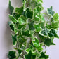 Variegated Ivy Trailing