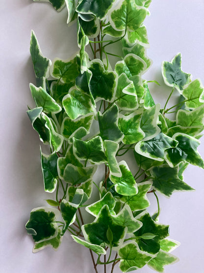 Variegated Ivy Trailing