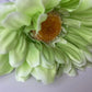 Lime Green Gerbera