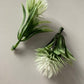 White Thistle Bunch
