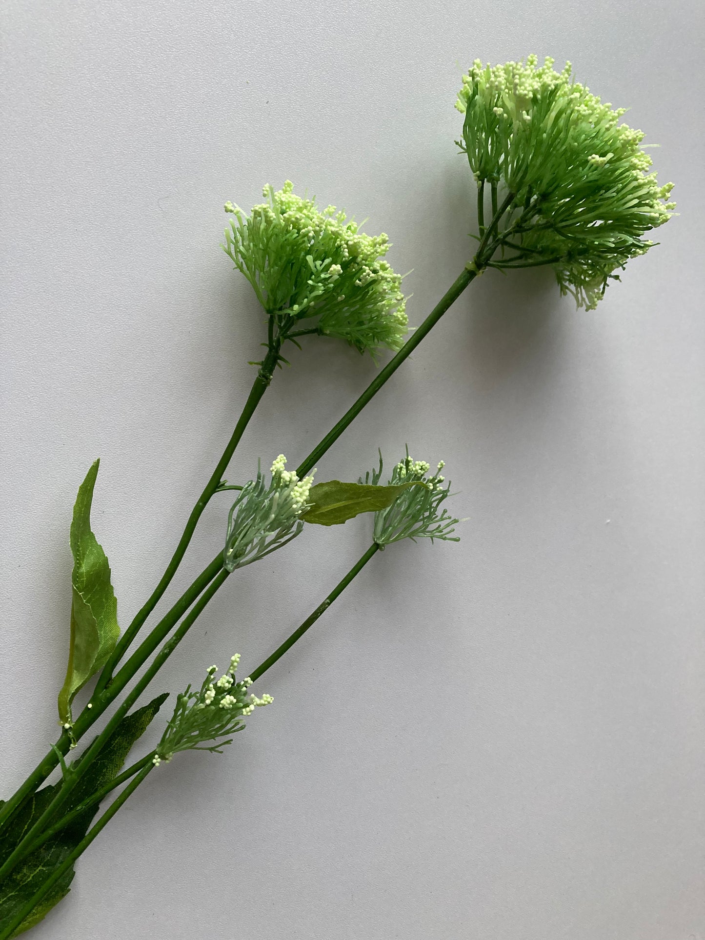 Light Green Trachelium Caeruleum