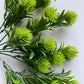 Green Thistle Bunch