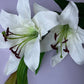 Ivory Tiger Lily Spray