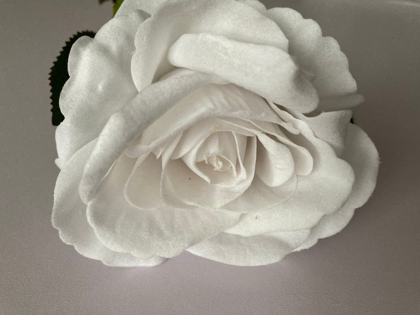 Velvet White Rose