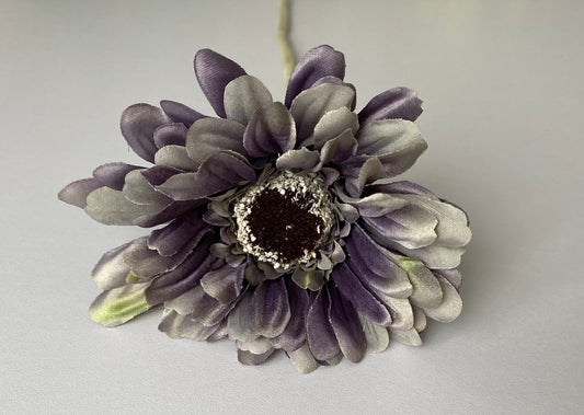 Purple/Grey Gerbera