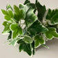 Variegated Ivy Bunch