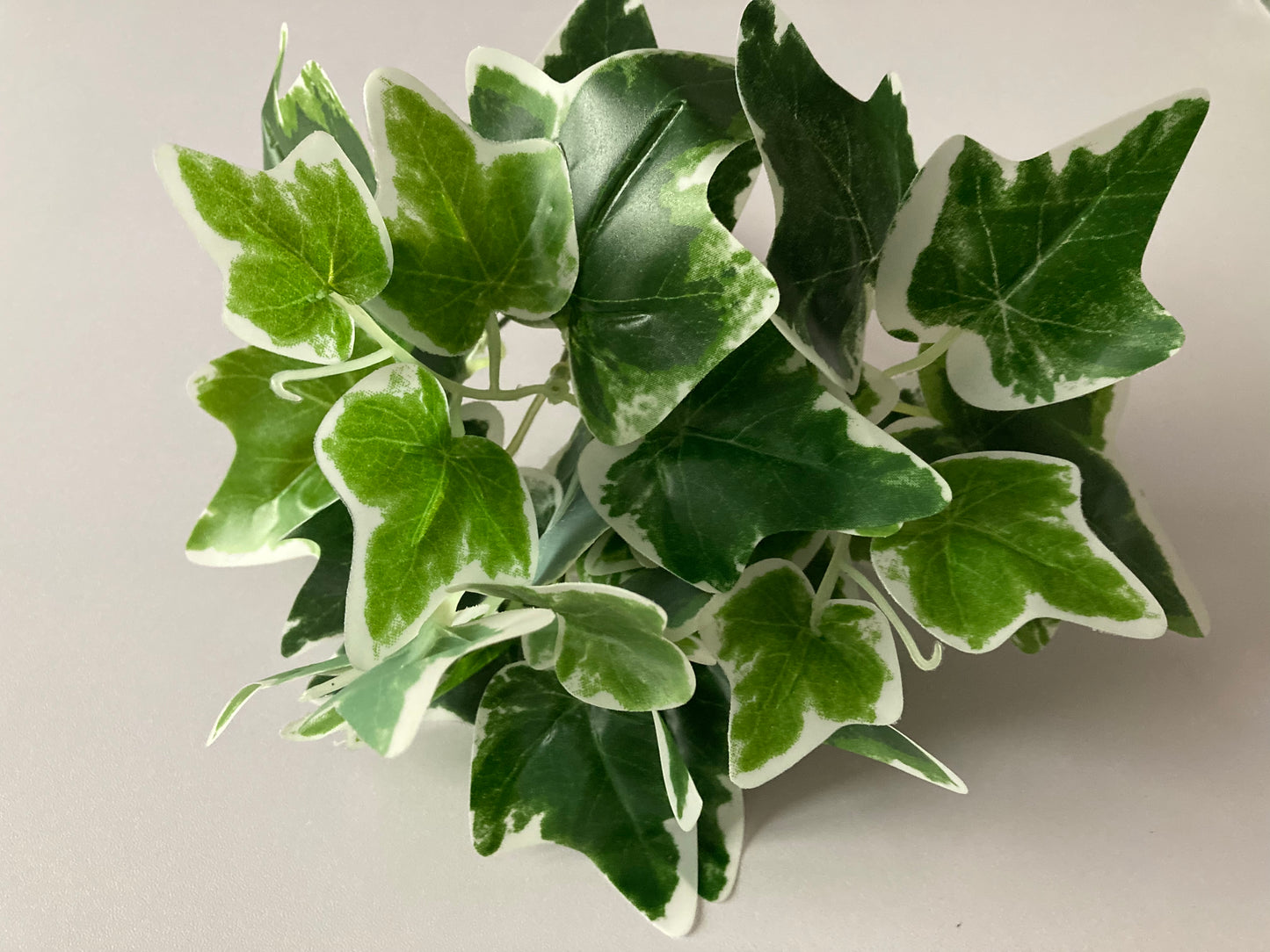 Variegated Ivy Bunch