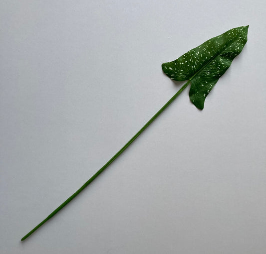 5 Calla Leaves