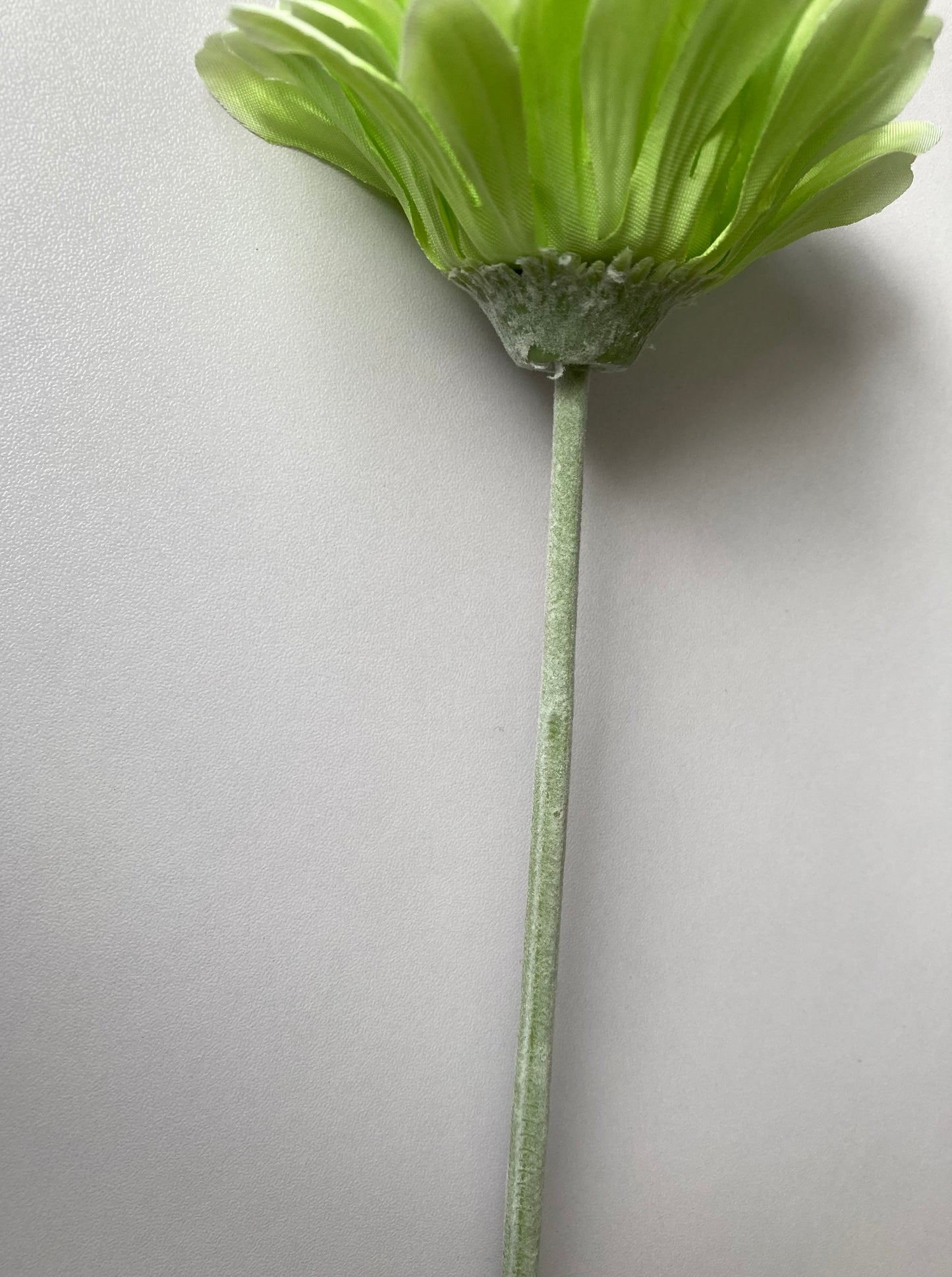 Lime Green Gerbera