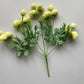 Soft Yellow Ranunculus Bunch