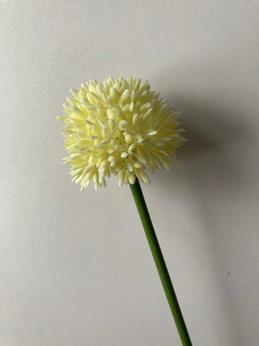 Cream Allium