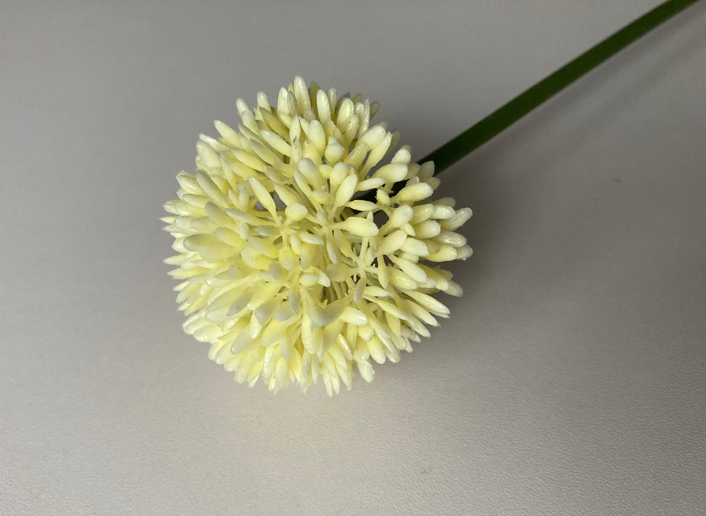 Cream Allium