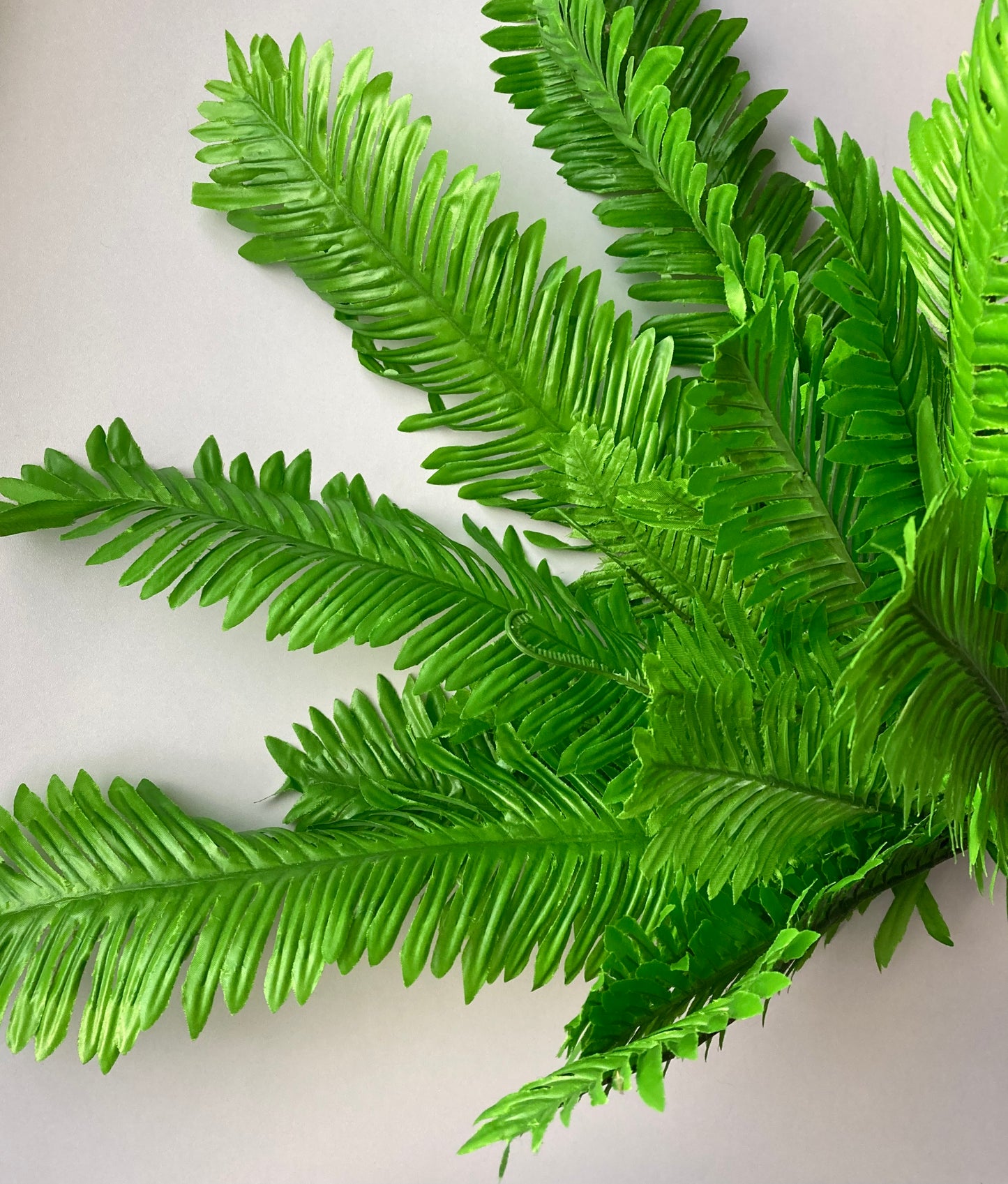 Giant Fern Bush