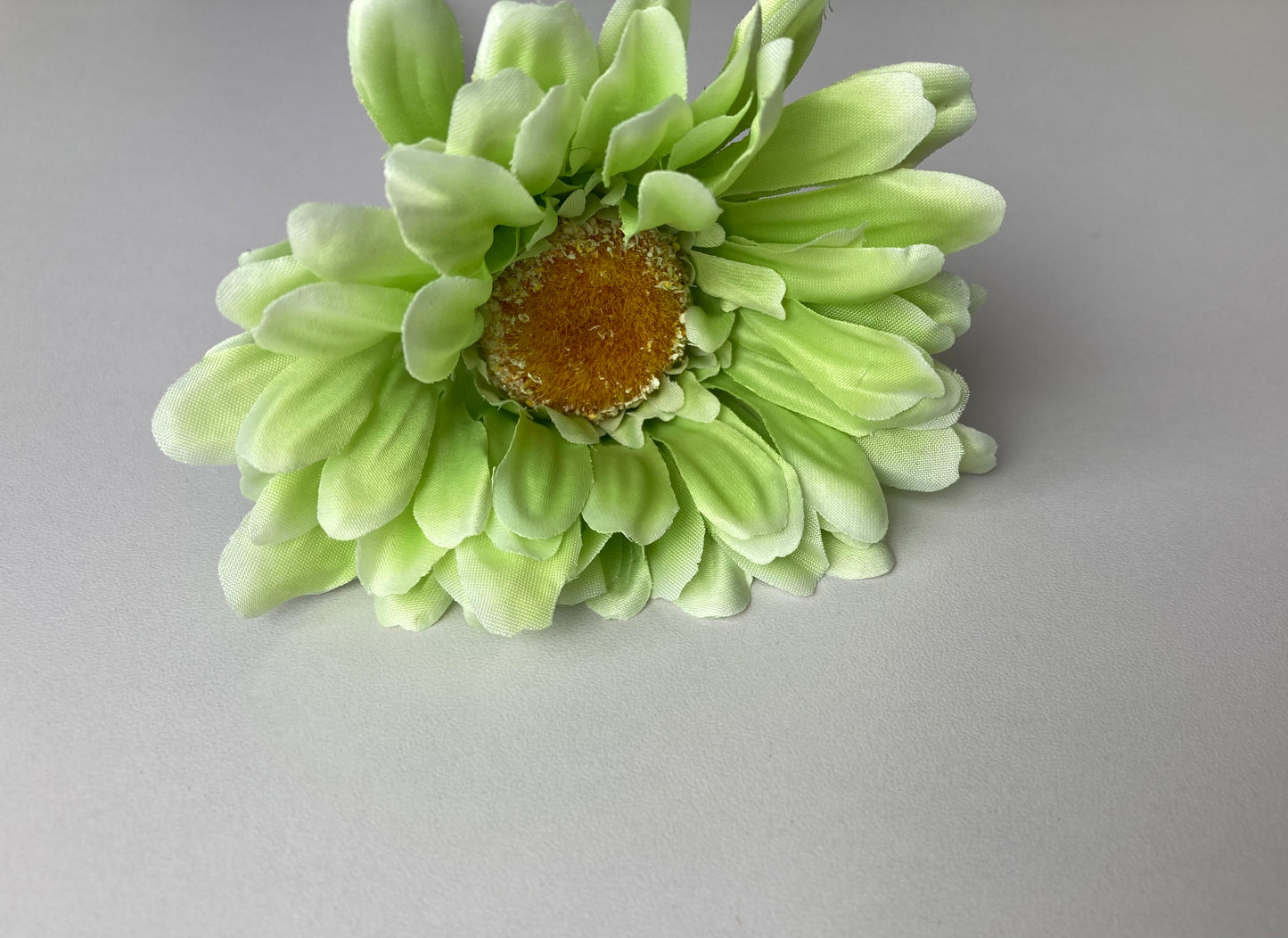 Lime Green Gerbera