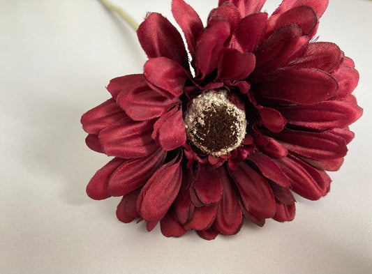 Burgundy Gerbera Single Stem