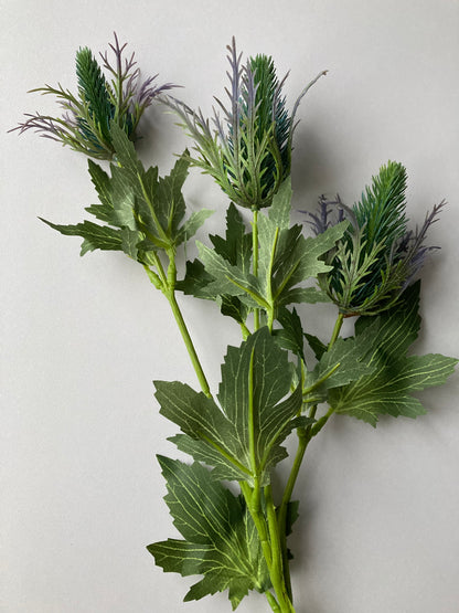 Sea Holly Thistle