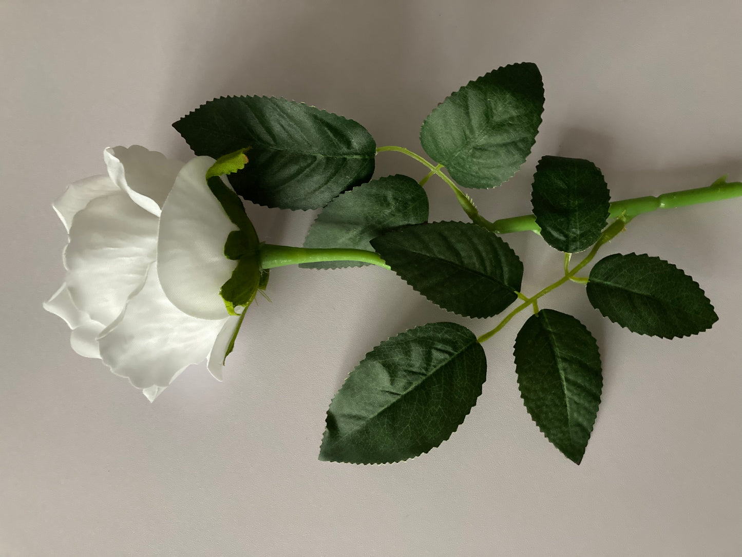 Velvet White Rose