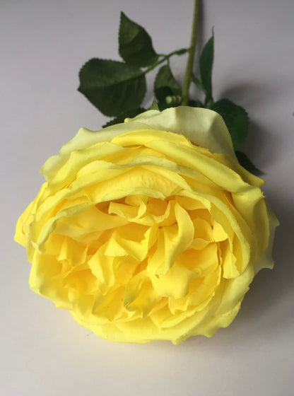 Yellow Open Rose