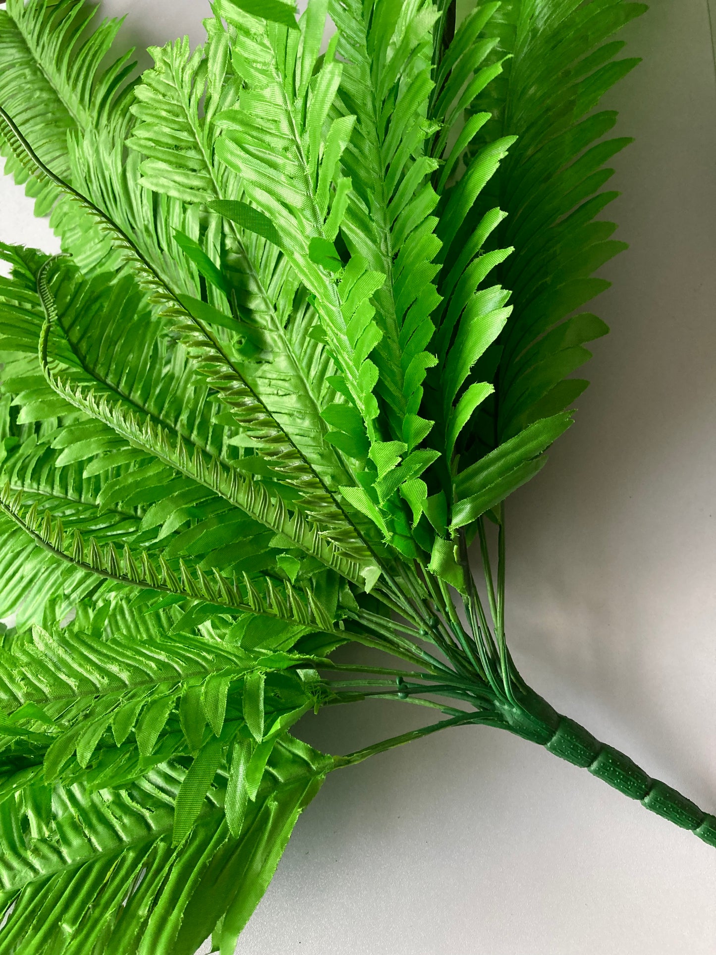 Giant Fern Bush