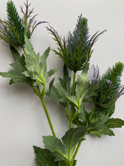 Sea Holly Thistle