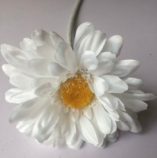 White Gerbera