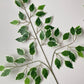 Variegated Ficus Leaves Spray