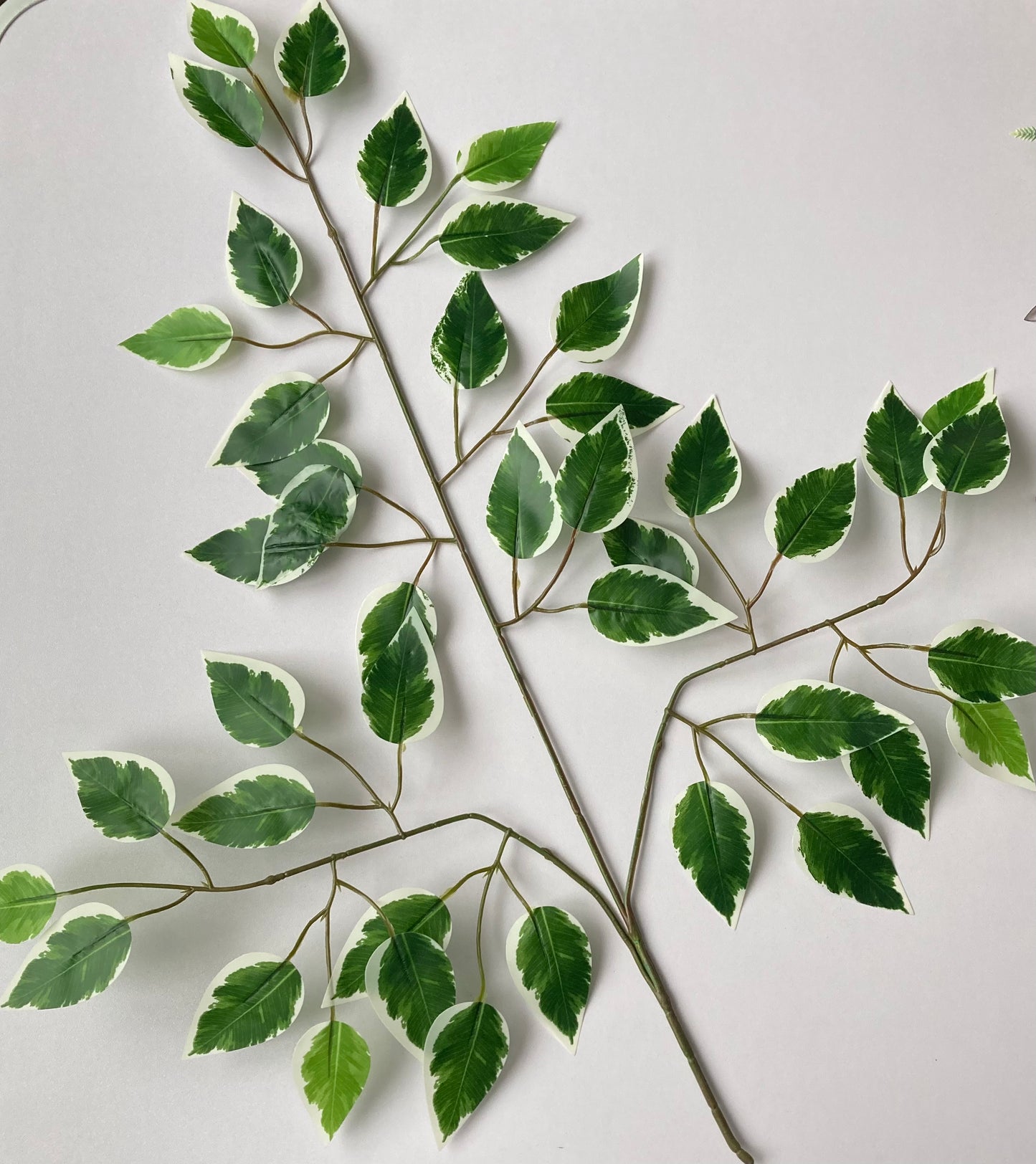 Variegated Ficus Leaves Spray